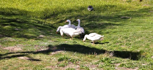  ptaki gęsi na polanie geese in the clearing © mobile