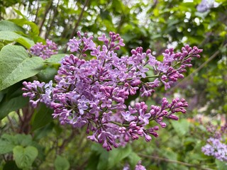 Obraz premium Violet and purple branches of lilac in a spring park
