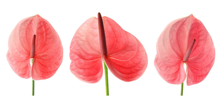 Pink anthurium flowers isolated on white, set