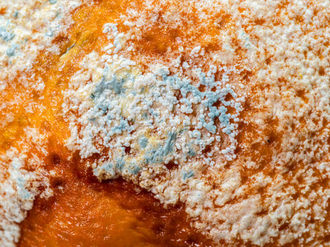 Close-up of fungal growth and mold texture on spoiled orange