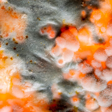 Microscopic fungal growth and mold colonies on spoiled orange surface