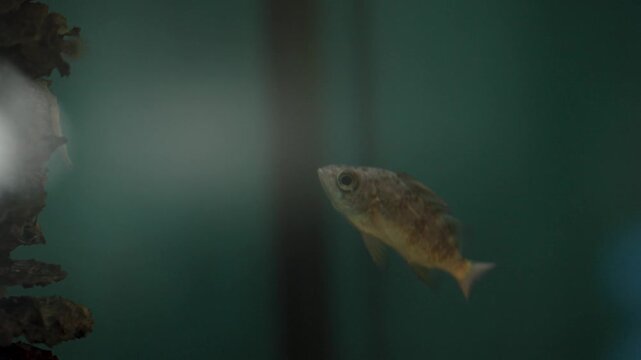 Macro Close Up of Small Fish in Natural Water Habitat