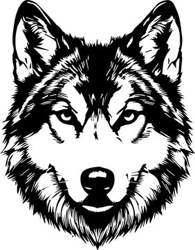 wolf head vector illustration 2