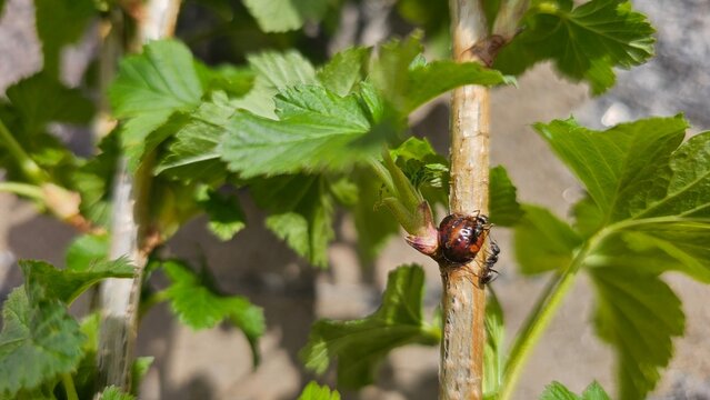 Ants Tending to a Large Brown Scale Insect on a Green Plant Stem in a Sunny Garden.A vertical macro shot showing black ants interacting with a brown scale insect on a green branch. 