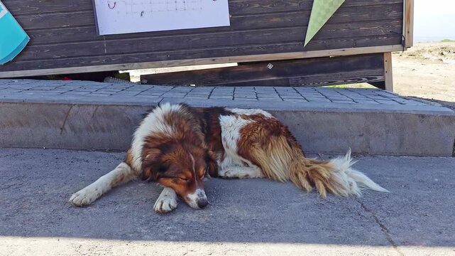 Dog lies on concrete steps near wooden structure. It shifts position slightly in three frames. Tail fluffs out as it rests. Sunlight highlights fur texture and surroundings
