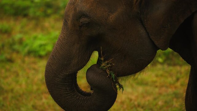 Wild elephant foraging for food in Sri Lanka national park