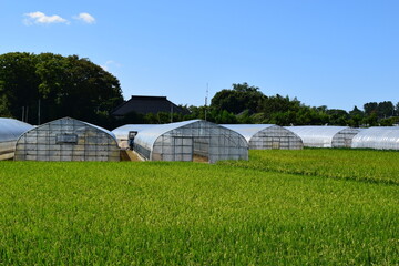 Naklejka premium 農業用ビニールハウス