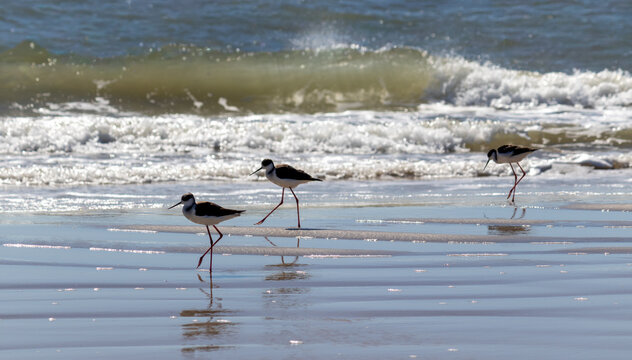 White-backed Stilt bird walking along the seashore in Tramanda&iacute;, Rio Grande do Sul, Brazil.