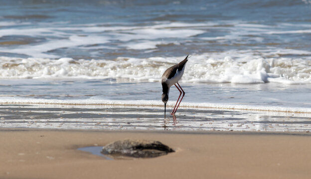 White-backed Stilt bird walking along the seashore in Tramanda&iacute;, Rio Grande do Sul, Brazil.	