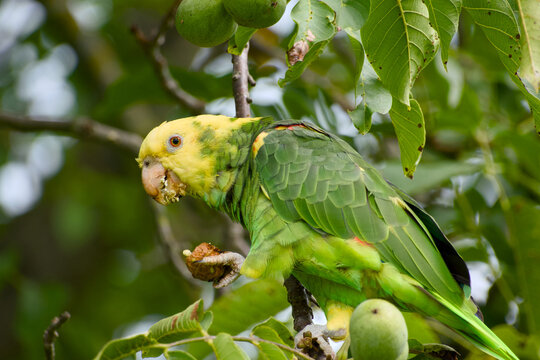 Yellow headed amazon parrot eating walnut on tree branch