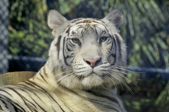 The white tiger is a recessive mutant of the Bengal tiger, which was reported in the wild from time to time in Assam, Bengal, Bihar and especially from the former State of Rewa.