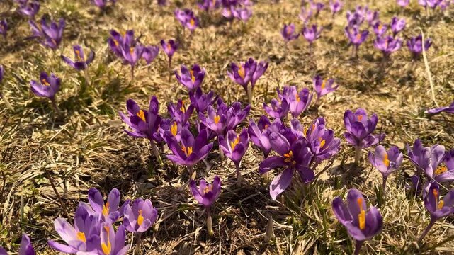 Massive bloom of purple crocus flowers on Dragobrat in Carpathian mountains, Ukraine. Beautiful spring landscape with Mount Bliznitsa in the background and white snow melting on a mountain meadow.