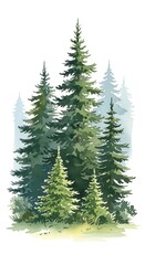 Fototapeta premium Watercolor Evergreen Pine Tree Cluster Standing in Misty Forest Scene
