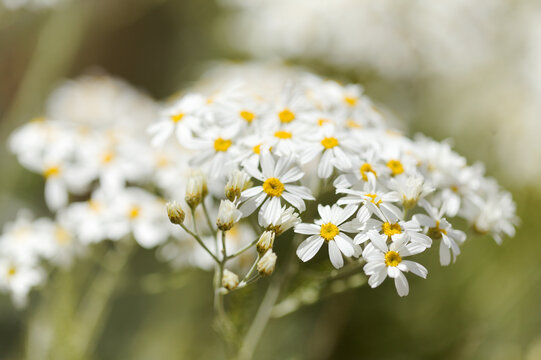 Flora of Gran Canaria - Gonospermum ptarmiciflorum, silver tansy, endemic to the island and endangered in the wild