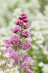 Obraz premium Flora of Gran Canaria - Centranthus ruber, red valerian, invasive in Canaries natural macro floral background 
