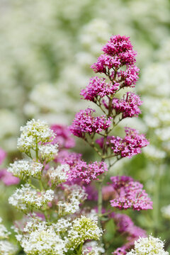 Flora of Gran Canaria -  Centranthus ruber, red valerian, invasive in Canaries natural macro floral background
