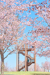 中札内村の桜 © makieni