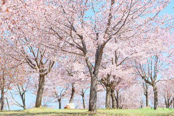 中札内村の桜 © makieni