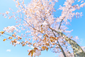中札内村の桜 © makieni