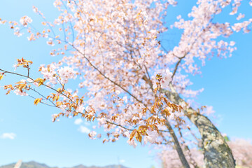 中札内村の桜 © makieni