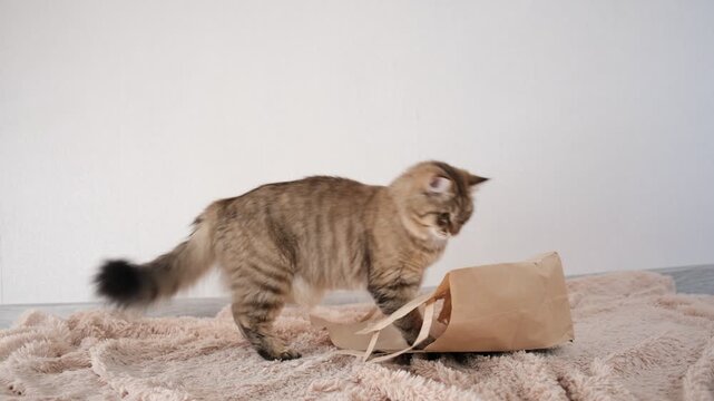 Playful cat playing with paper bag. The cat is always monkeying around seek more fun. Games with mischief pets
