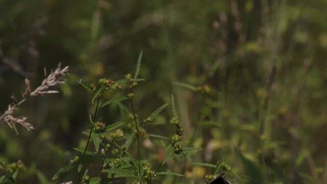 Junonia orithya Blue Argus butterfly fluttering in the bush