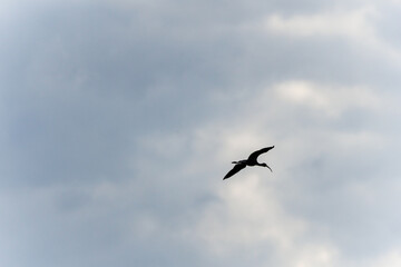 Obraz premium Ibis bird flying across vast cloudy sky