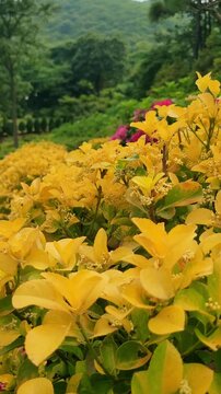 cinematic slow motion of golden euonymus leaves in may, 4k high quality vertical format for reels and shorts.