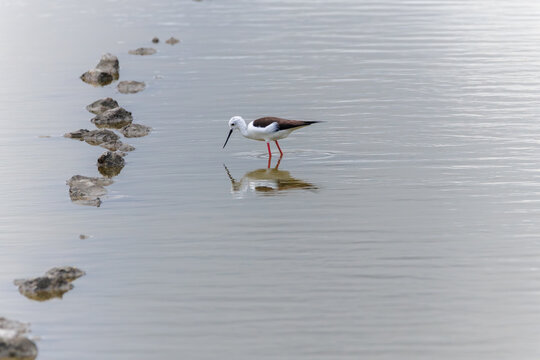 Black-winged stilt wading in water searching for food