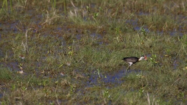 Comb-crested jacana with young chicks   picking food in flooded wetlands in Northern Australia