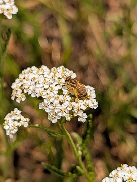 Common yarrow visited by a wild bee