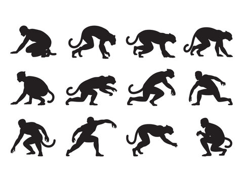 Collection of twelve black silhouettes of monkeys and apes in various walking, crouching, crawling, and sitting poses isolated on a white background, for projects