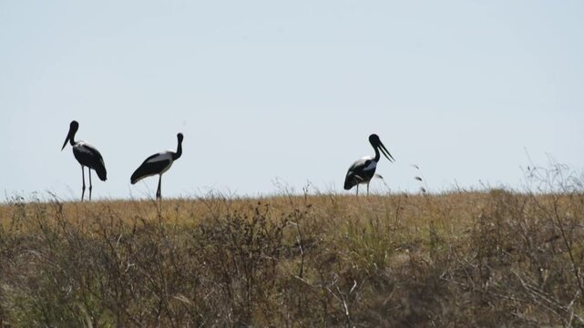 Jabiru black-necked stork (Ephippiorhynchus asiaticus)  - Black-necked storks group in Australian outback Northern Territory