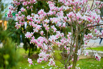 Blooming magnolia tree with vibrant pink and white flowers in spring garden © Iurii Gagarin