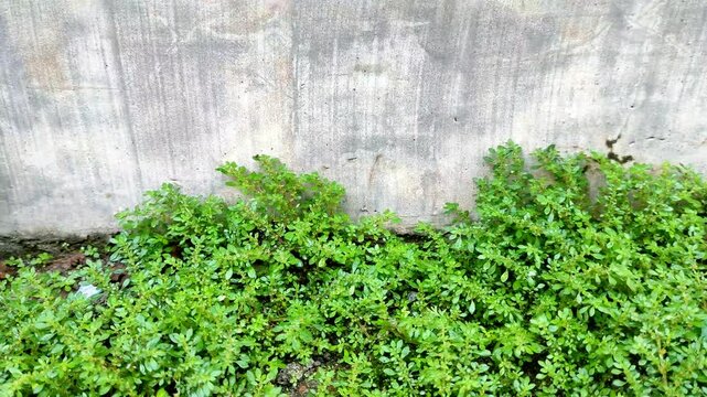 Low angle of Pilea microphylla plants growing against a weathered concrete wall in a garden. Small green leaves of Artillery fern or rockweed covering the ground in damp outdoor environment.