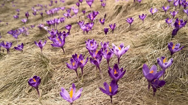 Massive bloom of purple crocus flowers on Dragobrat in Carpathian mountains, Ukraine. Beautiful spring landscape with Mount Bliznitsa in the background and white snow melting on a mountain meadow.