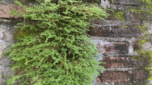 Lush green Pilea microphylla plant growing on old weathered brick wall with moss, natural background of Artillery fern on rustic brickwork, organic texture of creeping plants on ancient masonry