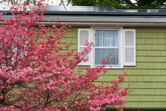 Pink dogwood blossoms framing a green shake siding house with white shutters on a spring day in Boston, Massachusetts
