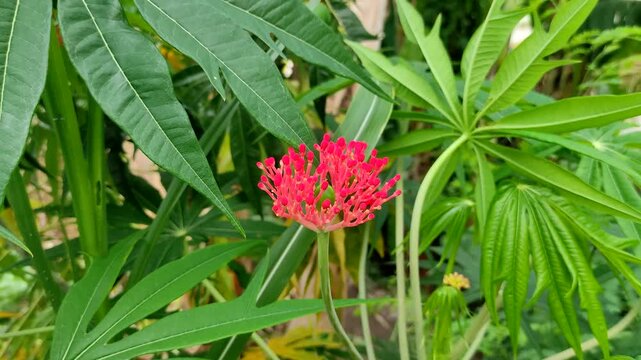 Red Coral Plant flower Jatropha multifida blooming in the garden with lush green leaves background. Exotic tropical ornamental plant for home gardening and herbal medicine.