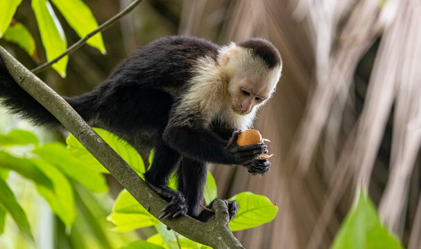 White-faced Capuchin Monkey, Costa Rica 