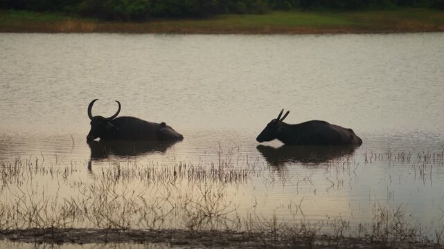 Wild Asian water buffaloes cooling down in Sri Lanka national park