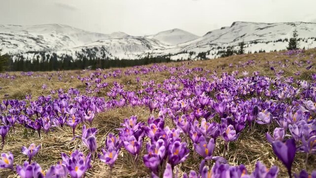 Massive bloom of purple crocus flowers on Dragobrat in Carpathian mountains, Ukraine. Beautiful spring landscape with Mount Bliznitsa in the background and white snow melting on a mountain meadow.