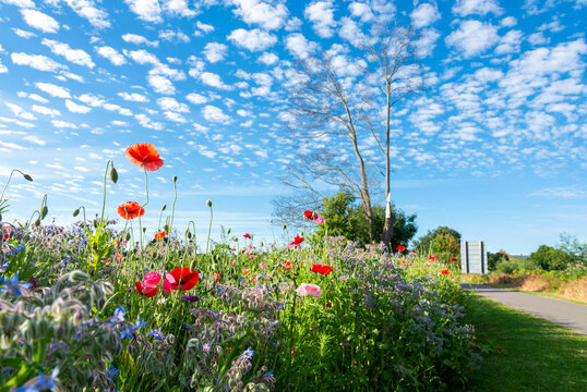 Wild summer flowers,on a warm summer's day,in Worcester,England,UK.