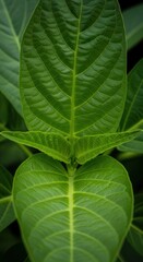 Fototapeta premium Vibrant Green Leaves Intricate Vein Patterns Serene Nature Close Up