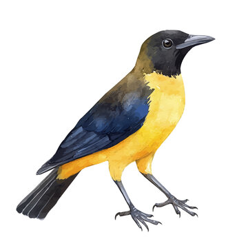 watercolor of Bowerbird, vector, isolated on a white background.