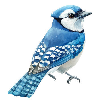Blue Jay, watercolor clipart vector, isolated on a white background.