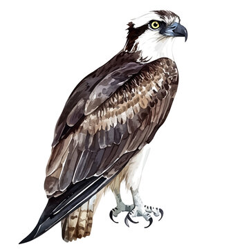 Osprey, watercolor painting vector, isolated on a white background.