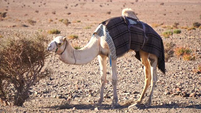 Dromedary camel standing in a dry, sparse desert landscape, wearing a blanket and harness, grazing near a small shrub under the sunny sky in a remote, arid environment of the Middle East in Saudi