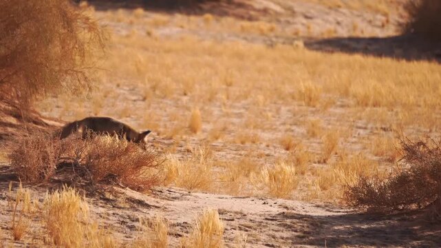 Arabian red fox moving cautiously through the arid desert environment of Saudi Arabia, searching for prey among the sparse, golden dry grass and bushes under the harsh sun in AlUla