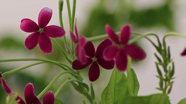 Beautiful Pink Rangoon Creeper Flowers Swaying in Gentle Breeze